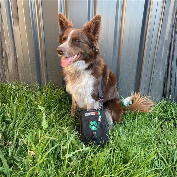 Survival First Aid Kit Pet (CZ)